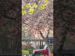 A Spring Day in Washington DC ❤️