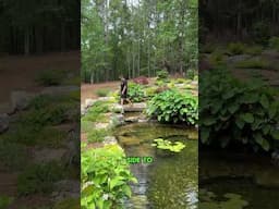 A Swimming Pool Converted Into an Aquascape Ecosystem Pond by @Kingdomwatergardens