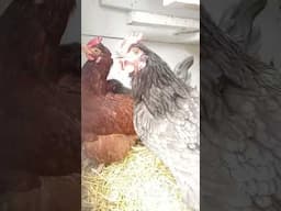 Weird Hen Behavior! My Grey hen is going nuts!