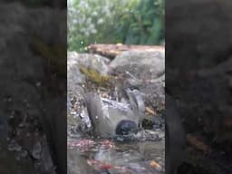 Amsel badet