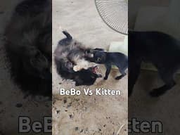 Farm Kitten VS Dog