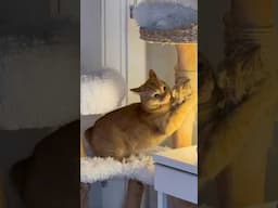hangry zoomies