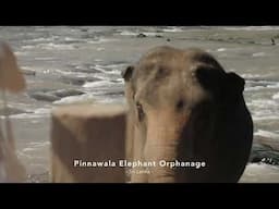 🎶 The Rhythm of Sri Lanka 🎶