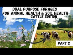 Dual Purpose Forages for Livestock Health & Soil Part 2