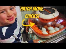 Egg Incubation 101: Do This or Your Chicks Won't Hatch! | ChickCozy Incubator Review