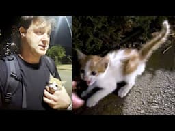 Маленький комочек счастья: история котёнка Пончика