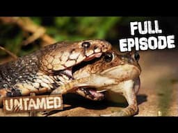 The Most Lethal Cobra Snakes Ever Found! | Untamed