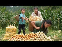 Harvesting corn with wife to decorate the farm, daily life on the farm, SURVIVAL ALONE