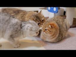 It was so cute to see the brother and sister rushing over to the kitten in concern!
