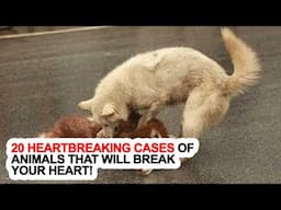 20 Heartbreaking Cases Of Animals That Will Break Your Heart!