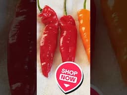 Chilli #lifeisbutadream