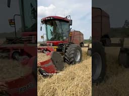 CASE IH WD2105 Windrowers #bigtractorpower