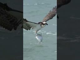 Insane Osprey Fishing Technique You Have to See
