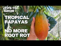 BACKYARD TROPICAL PAPAYAS IN CALIFORNIA - GROWING TIPS TO HELP PROTECT AGAINST ROOT ROT