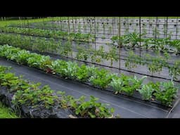 Saturday Garden Walk Through June 7, 2025