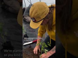 How to transplant tomatoes