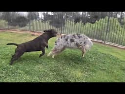 Your Daily Dose of Staffordshire Bull Terrier Crazy Play Session! episode 2