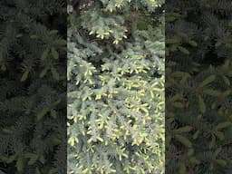 #foraging #nature #alaskaspring #spruce