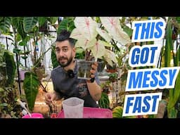 🌴 Wishlist Plants, Tattoo Secrets & Plant Deaths?! Come Repot with Me!