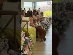 Tail of Love: Four-Legged Guest Officially Becomes Everyone’s Plus-One 🐾