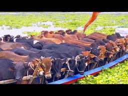 cow unloading, cow videos, cow video, animal, big cow, goru hamba cow, Ep-224