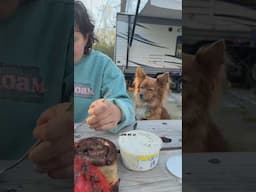 Winston was craving it so we made it 🪵🫓🍗 #campfirecooking #cutedog #rvlife