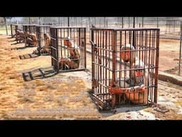 Des prisons pires que la mort