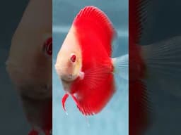ALBINO REDS @NIMISH DISCUS#discusfish #youtubeshorts #shorts