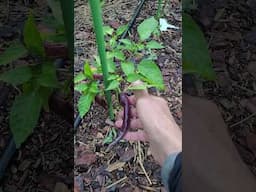 Accidental Purple Pepper Cross The Bees Did For Me