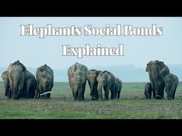 The Social Bonds of Elephants: Understanding Their Complex Family Dynamics