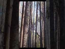 Wood Knocking Bigfoot Caught on Camera in Montana Rockies #bigfoot  #skunkape
