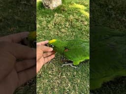 Yellow Crown Amazon | Talking Amazon Parrot #Shaikh Tanveer #AmazonParrot