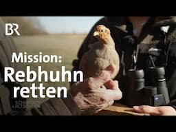 Verschwinden die Rebhühner? Artenschutz auf Acker und Feldern | Schwaben + Altbayern | BR