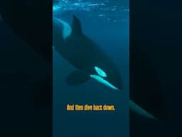 Free Divers Surprised by Orcas #freediving #freediver #orca #killerwhales #underwater #apnea #dive