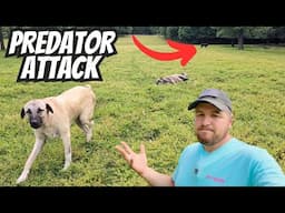 Had To Save This PREDATOR From Our Giant Guard Dogs!