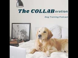 Dog Enrichment: What Does It REALLY MEAN?