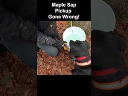 Sugar Maple Sap Harvest Gone Wrong #diy #maplesyrup