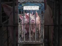 All these animals will be sold for their meat. 💔