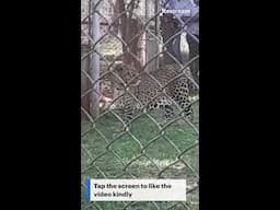 WATCH TO THE END AND SEE WHAT THE LEOPARD DID #animals #kenya #viralvideo