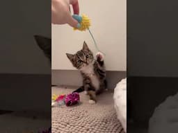 Someone tell her to stop growing 🥲 #cats #catlife #kitten