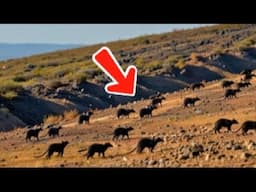 Japan Released 30 Mongooses on an Island... What Happened Next Shocked the World!