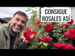 CÓNSIGUE TENER ROSALES ASÍ: control de hongos y abonado foliar con #Keeper || en20metros