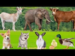 Farm Animal Life: Duck, Puppy, Cow, Goat, Cat, Chicken, Pig, Horse, Sheep – Animal Videos