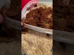 Did she do it?? #hognose #snake #funnyanimals