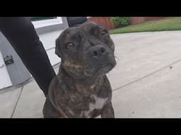Her Friend's Too Tired To Play 🥺 - Your Daily Dose of Staffordshire Bull Terrier Episode 6