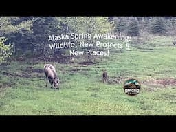 Alaska Spring Awakening: Wildlife, New Projects & New Places!