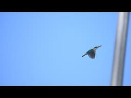 Nikon Z6iii rolling shutter using H+ 20fps in electronic shutter mode