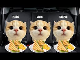 CAT MEMES VACATION ROAD TRIP WITH FAMILY