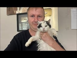 Sunday 19 cats live stream