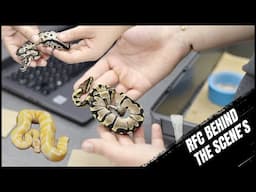 Did We Hit The First Zebra DG?